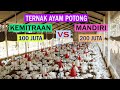 TERNAK AYAM POTONG BROILER KEMITRAAN VS MANDIRI PILIH MANA ?