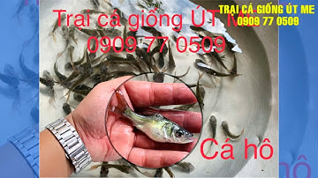 TRẠI CÁ GIỐNG ÚT ME