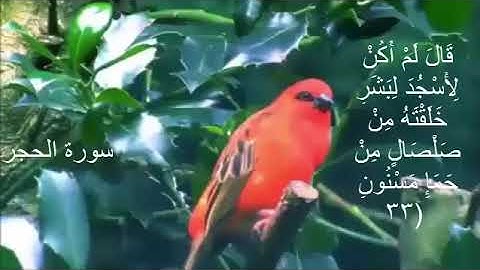 سورة الحجر(فارس عباد) مع كتابه الايات جوده عاليه