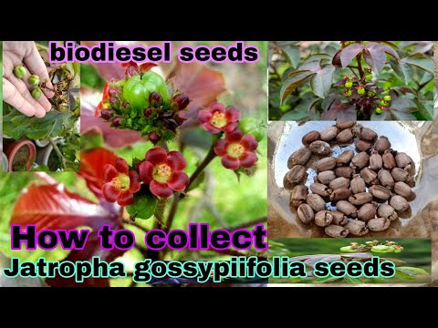 How to collect Jatropha plant seeds|जट्रोफा के बीज कैसे