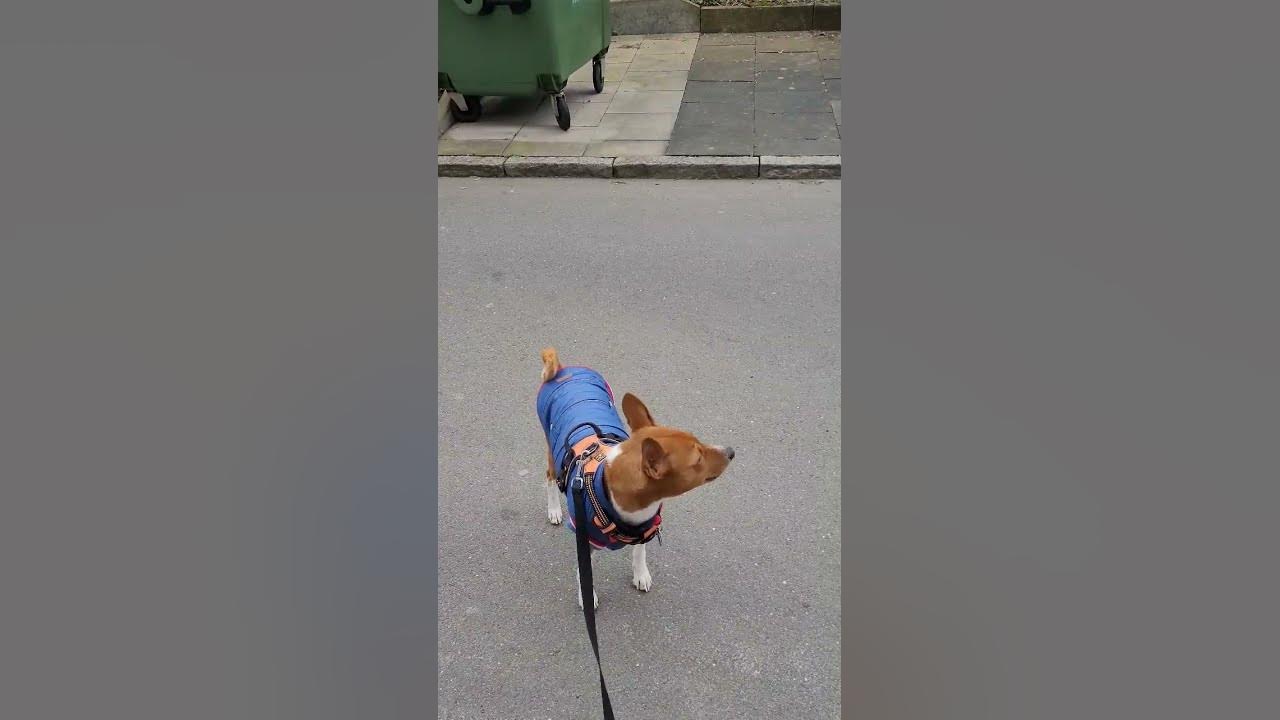 собака говорит хорошо talking dog - YouTube