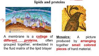 Chapter 7 Cell membrane section 1A