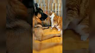 innocent cat - funny cat videos collection 2024