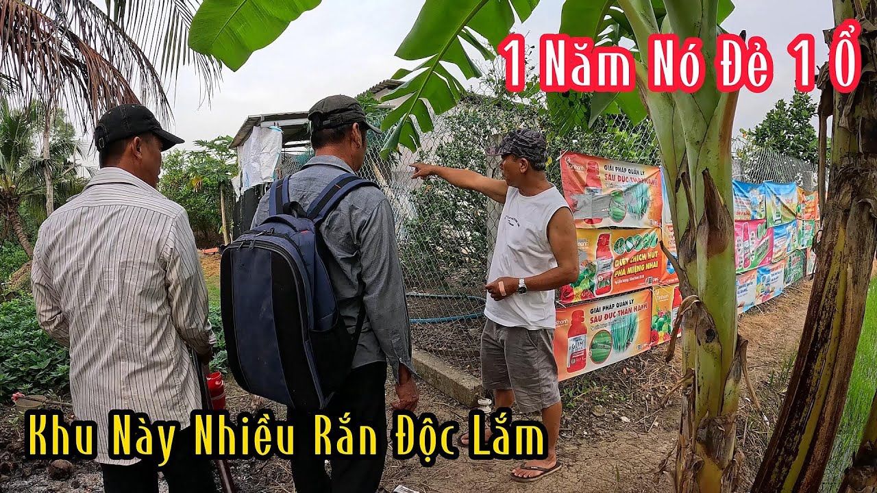 Khu Vực Này Nông Dân Không Ai Dám Ra Đồng Vì Rắn Độc Rất Nhiều | Mười Thương SB