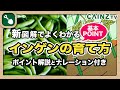 インゲンの育て方｜基礎からわかるいんげんの栽培方法｜家庭菜園【カインズ野菜栽培】