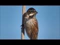 Escribano palustre (Emberiza schoeniclus) Reed Bunting +