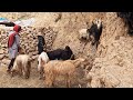 Milking Goats by Nomadic Woman_The Nomadic Lifestyle of Iran