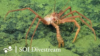 Tengosed Seamount | SOI Divestream 541