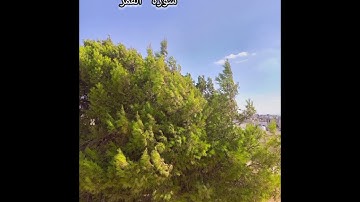 سورة القمر بتلاوة رائعه ومريحه للقلب والنفس تزيل الهم #تلاوة_خاشعة#اكسبلور#المصحف #راحة_نفسية #قرآن 