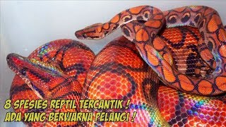 8 Spesies Reptil Tercantik, Ada Yang Berwarna Pelangi by Kang Noe 246 views 4 years ago 7 minutes, 5 seconds