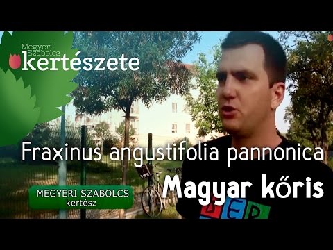 Videó: Miért érik ősszel A Hegyi Kőris