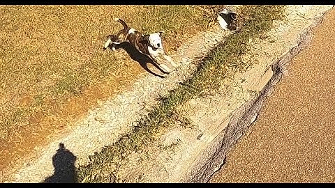 How to Handle a Pitbull Dog Attack with Amputee Cyclist Aaron Smith using an Air Horn