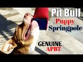 HOW TO TRAIN A PIT BULL PUPPY TO WORK A SPRINGPOLE