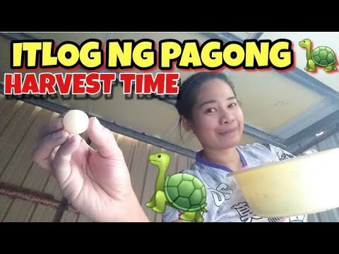 Video: Gaano Kalaki Ang Makukuha Ng Mga Pagong?