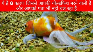 ये है Goldfish के 6 Sign जिससे आपकी Goldfish मरती है और आपको पता भी नही चलता