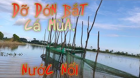 dỡ dớn bắt cá mùa nước nổi miền tây.
