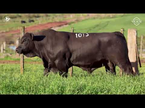 LOTE 28   TAT M1013 M Brangus