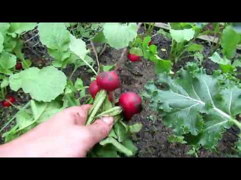 Video: All About The Radish. Part 3: Application Of Radish