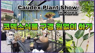 코덱스 식물 마켓 구경하세요 / 페이크매거진 주최 성수 오우드 / FAKE PLANT SHOP / KOREA CAUDEX PLANT SHOW MARKET