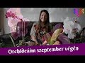 Orchideák szeptember végén | Lepkeorchidea keiki, zygopetalum megmenekülés és a többiek