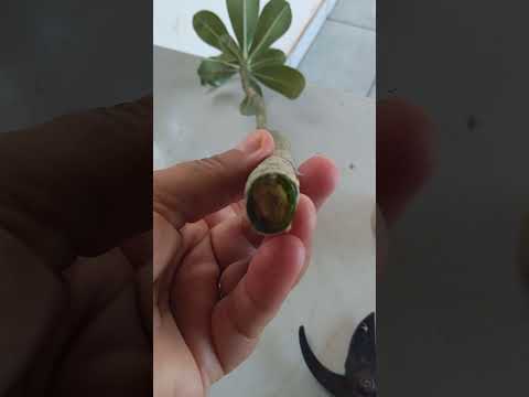 Vídeo: Propagação de Estacas de Plantas em Polegadas - Como Cultivar Estacas de Plantas em Polegadas