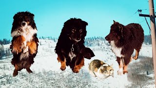 Собаки и кошки в деревне 5 февраля!