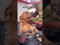 ❤️ਦੇ ਅਮੀਰ ਤੋ ਅਮੀਰ ਕੋਈ ਨਾਂ ❌🐕🦺🥰🔊🚀