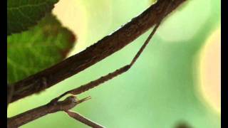 Bacillus Sp