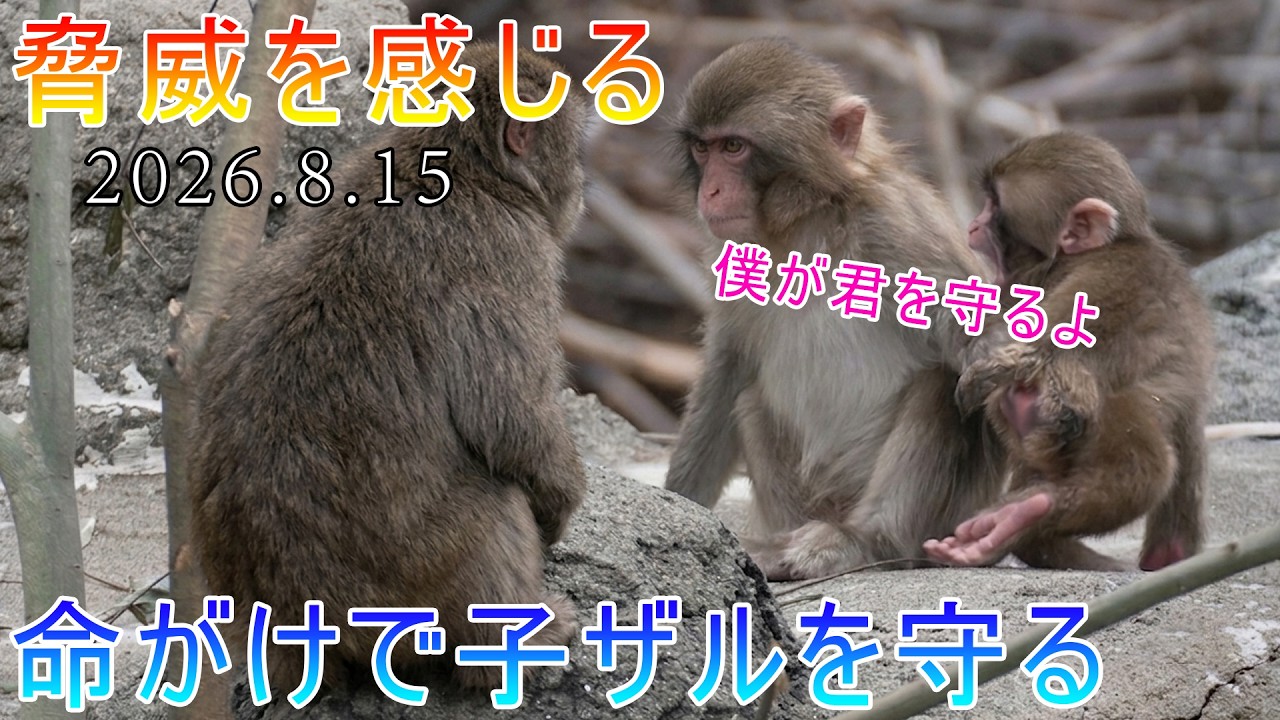 緊急事態🚨】2026年8月15日｜「絶対渡さない！」大人のボス猿の襲撃