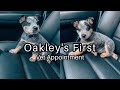 PUPPY'S FIRST VET APPOINTMENT | 6.5 WEEKS OLD