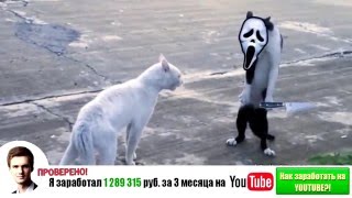 Самые смешные кошки 2014 #4(http://youtu.be/KVXbGfi1xx8 - ТЕБЕ ПОДАРОК от нашего спонсора! Подпишись: ..., 2014-09-27T14:23:35.000Z)