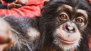Chimpanzees Eat 5 Course Meal!