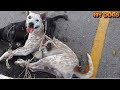 Rescue Stray Dogs Be Tied & Left In The Hot Sun by Order Of Military Officer Now Safe