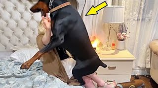 The dog doesn't leave the woman alone. Having found out the reason, the husband called the police!