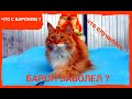 Что СЛУЧИЛОСЬ с Бароном ? 10/06/2022/ КОТ МЕЙН КУН