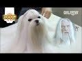 간달프 형이 왜  거기서 나와? ㅣ Meet Gandalf-Doggo The Maltese Dog