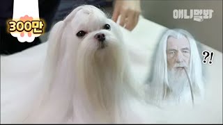 Meet Gandalf-Doggo The Maltese Dog