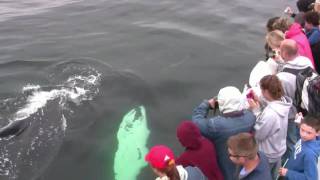 Whale Watching-Cape Ann Whale Watch Gloucester MA in HD