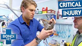 Injured Cuckoo's Impossible 2,000km Migration Journey | Bondi Vet