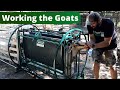 Working the Goats For Breeding Season!
