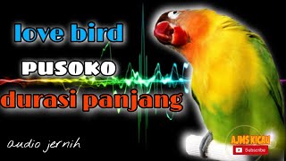 Masteran love bird konslet pusoko durasi panjang - jernih