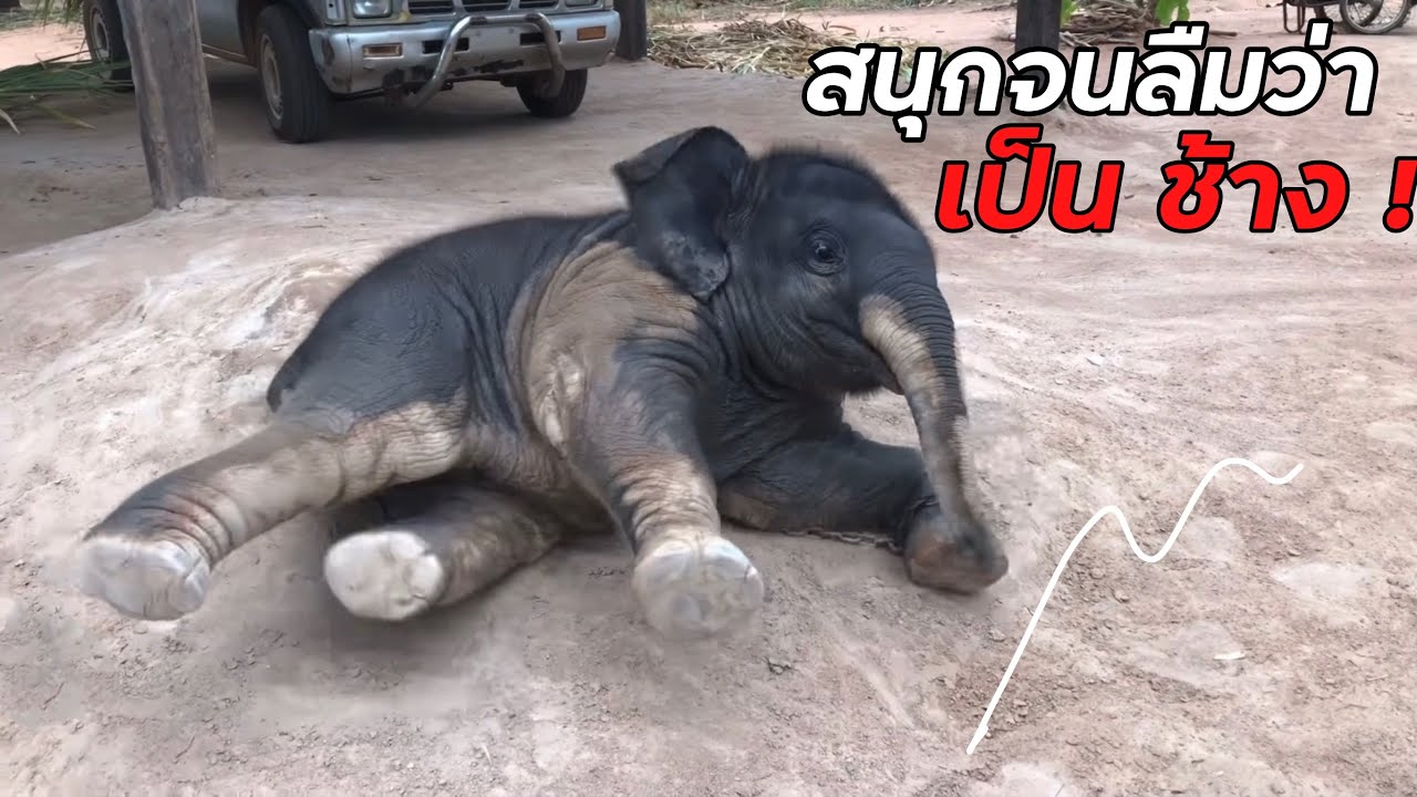 ความเป็น~มา{ดาวมงคล}ในวัยเยาว์..!