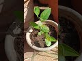 #gardening