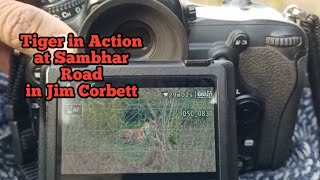 Tiger in Action at Sambhar Road Dhikala Jim Corbett