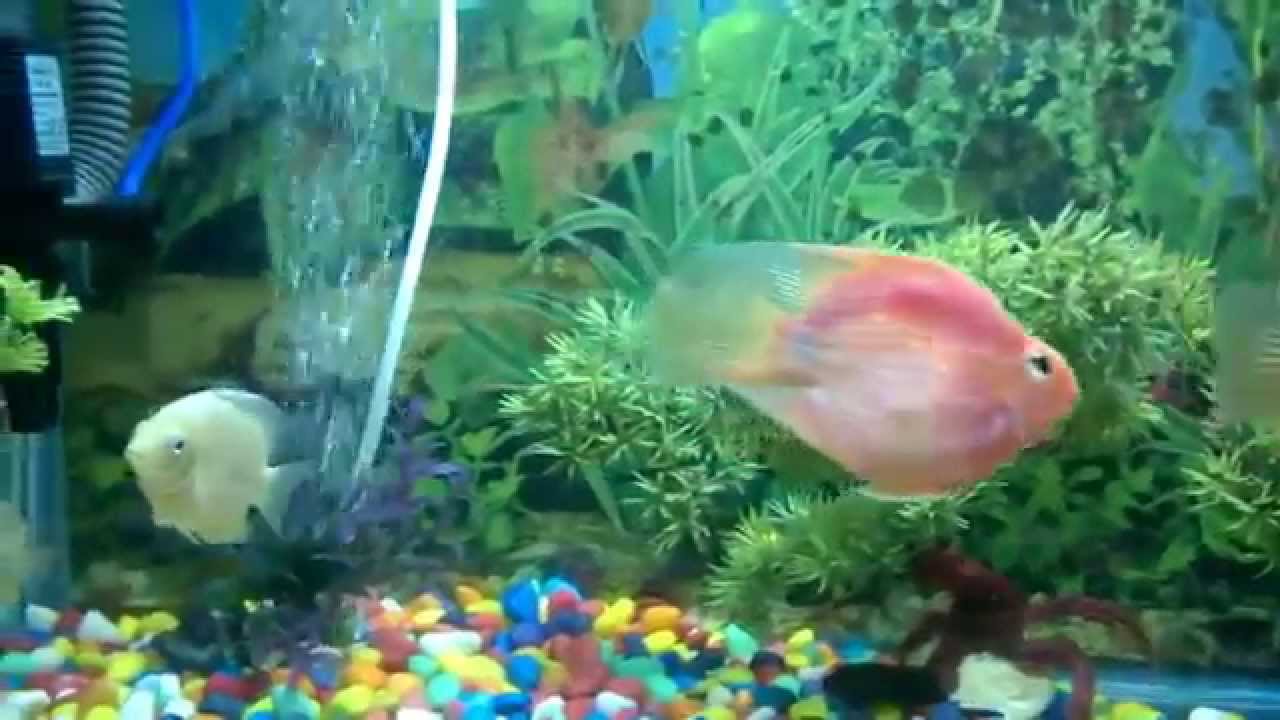 blood red parrot cichlid tank mates youtube