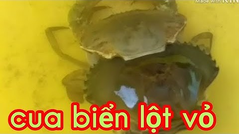 Quy trình lột vỏ của cua biển