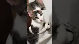 Me Electrocutaste Pedrito