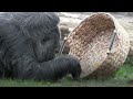 World's Oldest Gorilla Celebrates Milestone Birthday: Meet the Berlin Zoo Legend