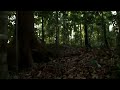 Early-evening cidada noise in Danum Valley, Sabah, Malaysia (Borneo)