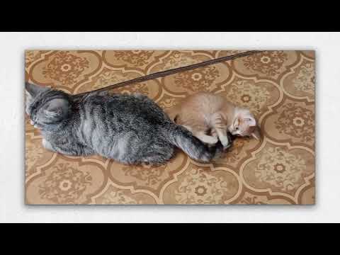 Уроки по ловле хвоста